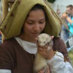 Fuironnière avec un furet
