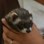 furet